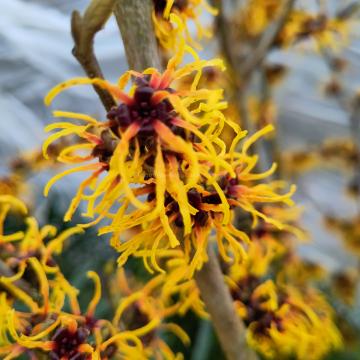 Hamamelis intermedia 'Barmstedt Gold' (x)