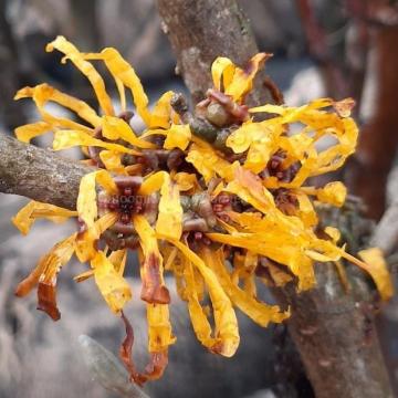 Hamamelis intermedia 'Evi' (x)