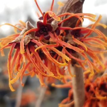 Hamamelis intermedia 'Jelena' (x)