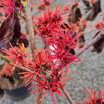 Hamamelis intermedia 'Twilight'