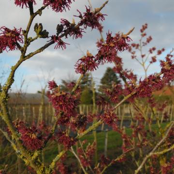 Hamamelis vernalis 'Purple Seedling' (H. 'Amethyst)