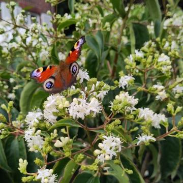 Heptacodium miconioides 'Temple of Bloom' ®