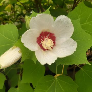 Hibiscus paramutabilis