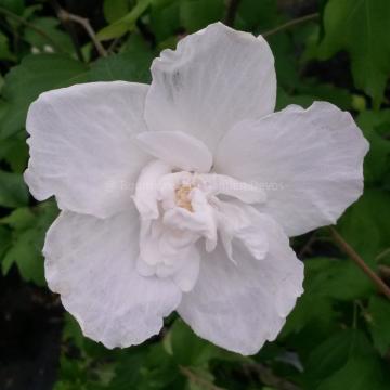 Hibiscus syriacus 'White Chiffon' ®