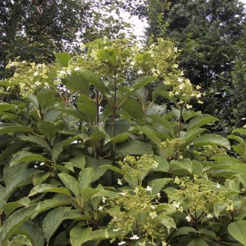 Hydrangea heteromalla 'Nepal Beauty'
