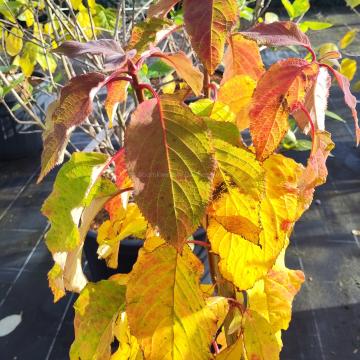 Hydrangea heteromalla xanthoneura
