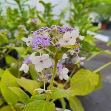 Hydrangea involucrata 'Late Love'