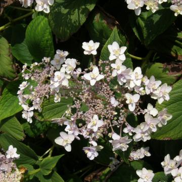 Hydrangea involucrata 'Tokado Yama'