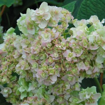 Hydrangea involucrata 'Yokudanka'