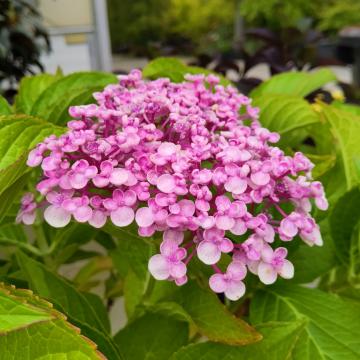 Hydrangea macrophylla 'Ayesha'