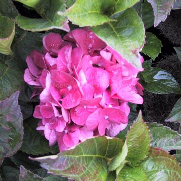 Hydrangea macrophylla 'Merveille Sanguine'