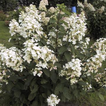Hydrangea paniculata 'Burgundy Lace'