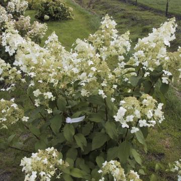 Hydrangea paniculata 'Brussels Lace'