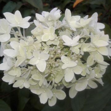 Hydrangea paniculata 'Dentelle de Gorron' ®