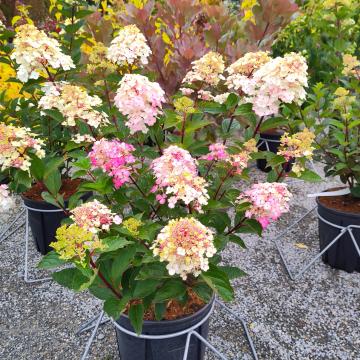 Hydrangea paniculata 'Framboisine' ®