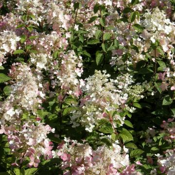 Hydrangea paniculata 'Ruby' (= 'Angel's Blush')