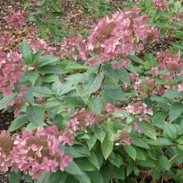 Hydrangea paniculata 'Wim's Red' ®