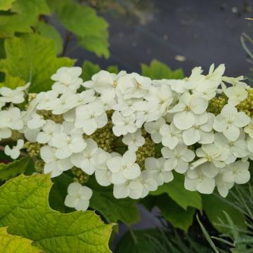Hydrangea quercifolia 'Amethyst'