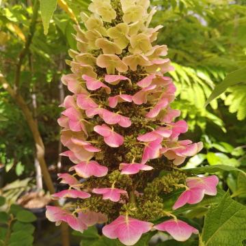 Hydrangea quercifolia 'Ruby Slippers' ®