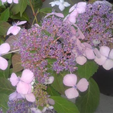 Hydrangea serrata 'Akabe yama'