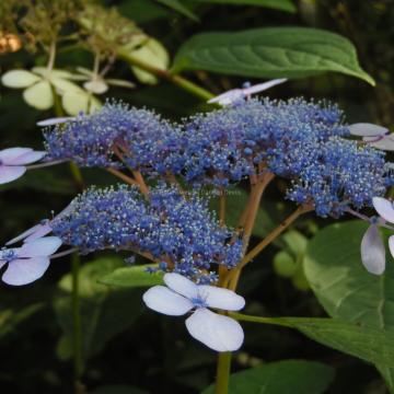Hydrangea serrata 'Blue Bird'