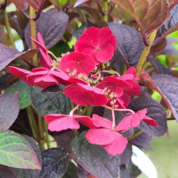 Hydrangea serrata 'Daredevil'
