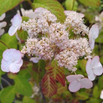 Hydrangea serrata 'Kiyosumi'