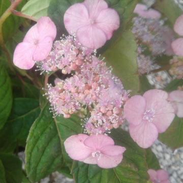 Hydrangea serrata 'Yae-no-amacha'