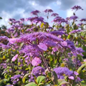 Hydrangea villosa 'Anthony Bullivant'