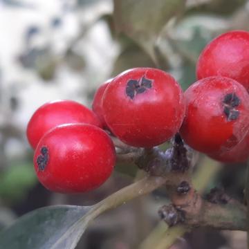 Ilex altaclerensis 'Wilsonii'