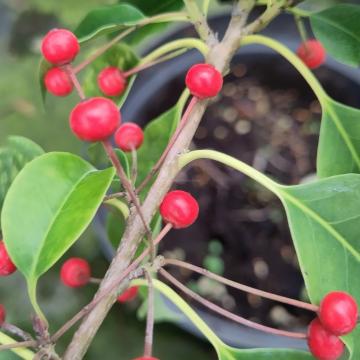Ilex pedunculosa