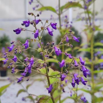 Isodon longitubus 'Noshoku'