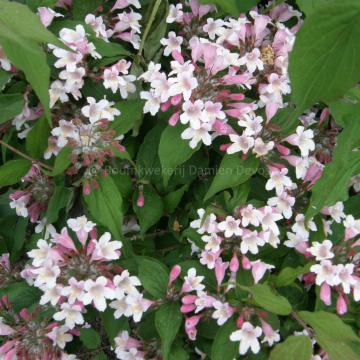 Kolkwitzia amabilis 'Eliane'