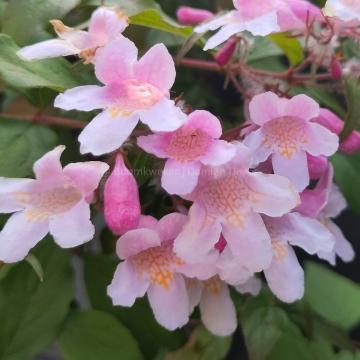 Kolkwitzia amabilis 'Pink Cloud'