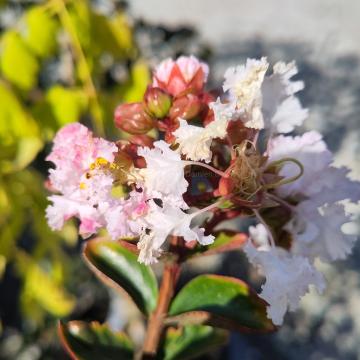 Lagerstroemia 'Apple Blossom' (ex Kalmthout)