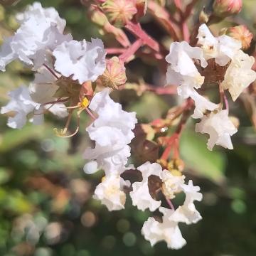 Lagerstroemia 'Acoma'