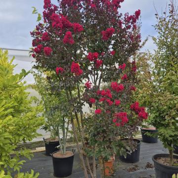 Lagerstroemia 'Dynamite'