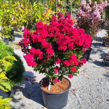 Lagerstroemia 'Enduring Red' ®
