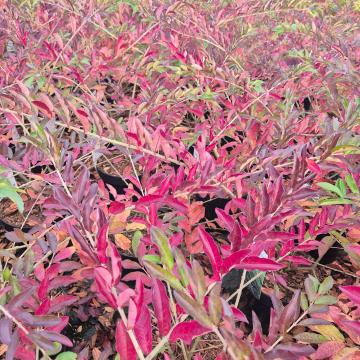 Ligustrum obtusifolium 'Massif'