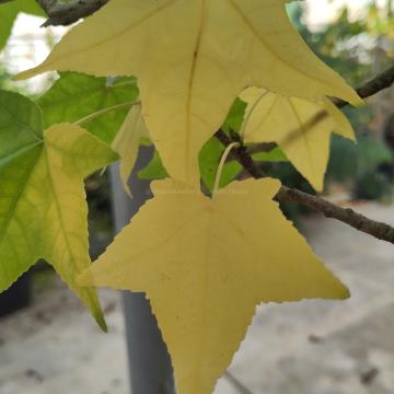 Liquidambar styraciflua 'Festival'