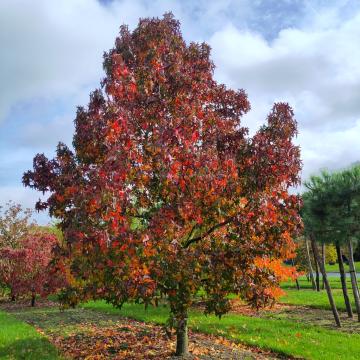 Liquidambar styraciflua 'Fame Forever' (= 'Roemer 4')