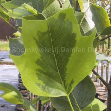 Liriodendron tulipifera 'Aureomarginatum'