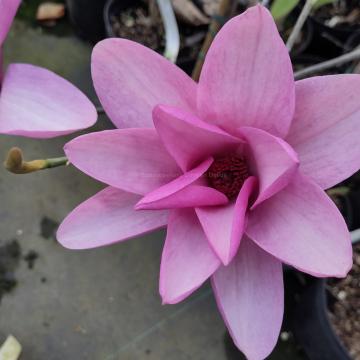 Magnolia 'Apollo' (x)