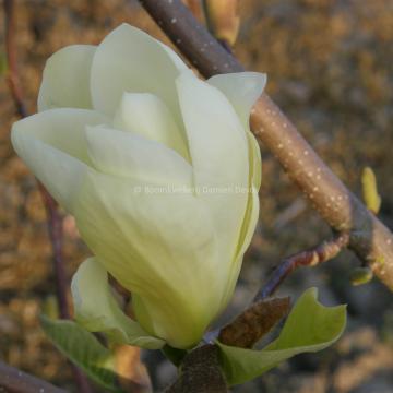 Magnolia 'Carlos'
