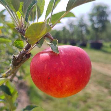 Malus domestica 'Elstar'