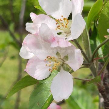 Malus domestica 'Gloster'