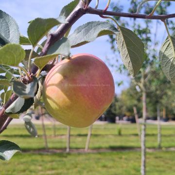 Malus domestica 'Henri Calle's Favorite'