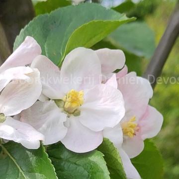 Malus domestica 'Jacques Lebel'