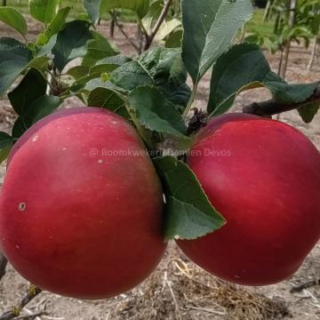 Malus domestica 'La Paix'