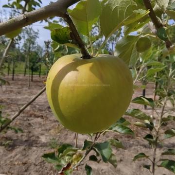 Malus domestica 'President Roulin'